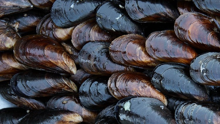 Thanks to mussels, this electrodialysis membrane has muscle