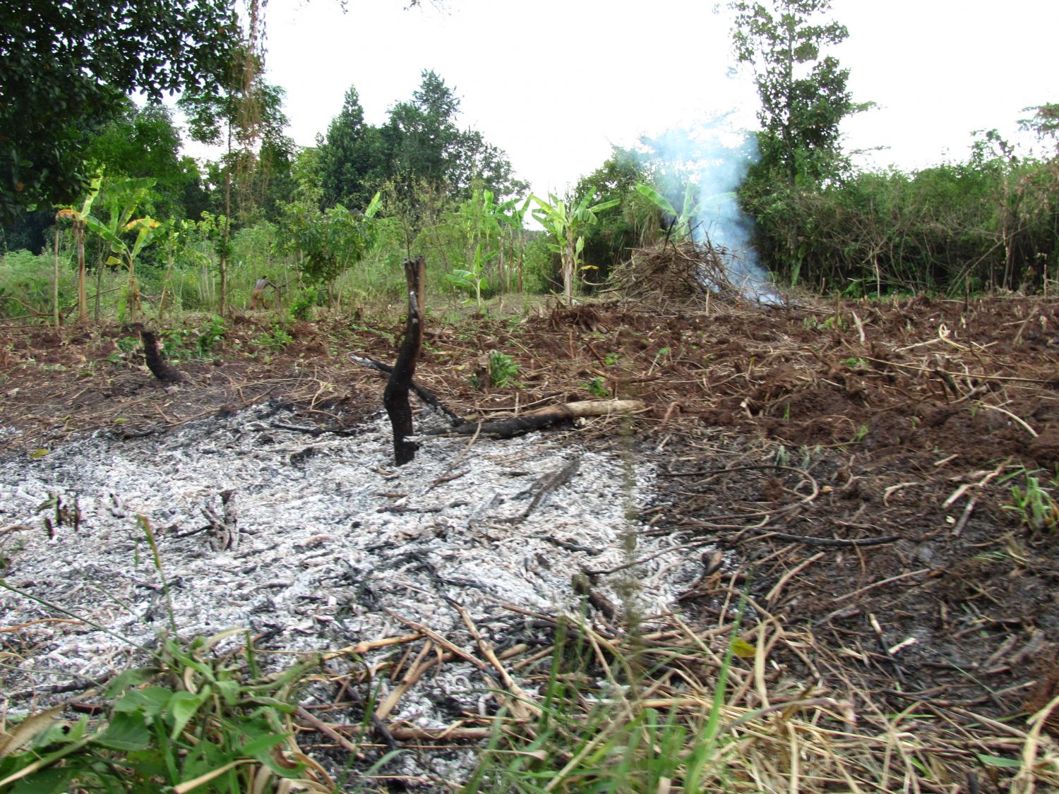 Land burned to clear trees. Once it has been cleared it can be used for planting crops.  Image credit: Meg Kearns