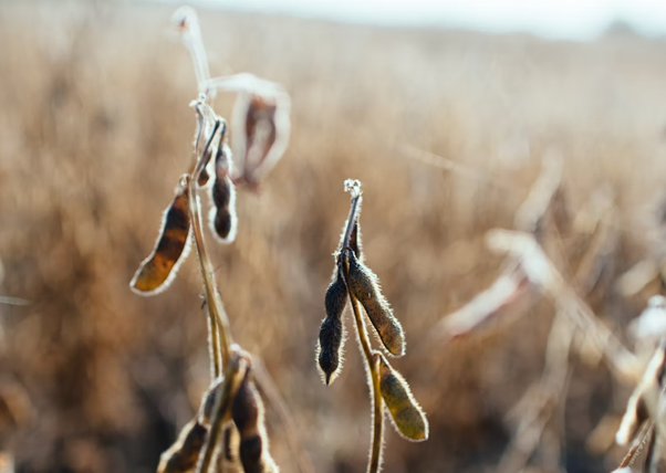 Soybeans in a field ready for harvest.