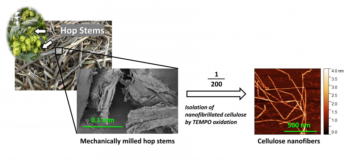 Cellulose nanofibers were produced from waste hop stems by TEMPO-mediated oxidation. Source: Yokohama National University