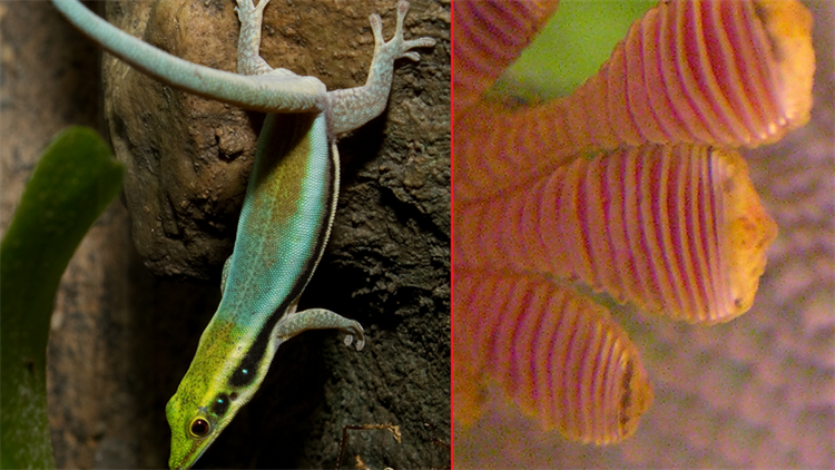 Geckos' van der Waals adhesion is replicated