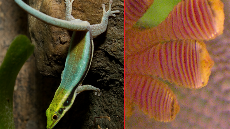 Scientists Can Turn This Gecko-Inspired Gripping Device On or Off