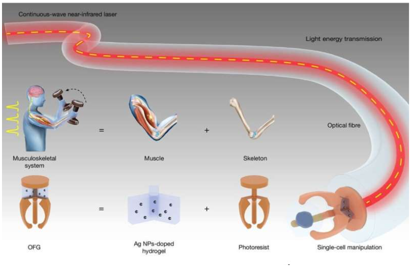 Source: Nature (2026). DOI: 10.1038/s41586-026-10673-7
