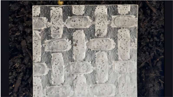 New rice-paper robots safely decompose in only 32 days