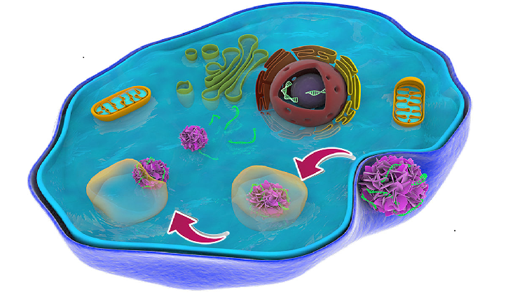 'Nanoflowers' may hold the key to a nanoscale drug delivery system ...