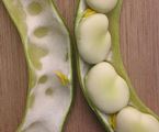 Microbes that produce B12 vitamin can be cultivated in fava beans.