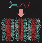 Molecules arrange themselves in a structure that minimizes the interactions between protein and polymer segments. 