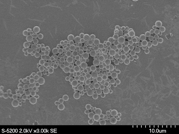 Under high-power microscopy, a powder made with detergent-based technology appears as perfect spheres. Consistency makes catalytic materials considerably more effective.  Image courtesy of Hongyou Fan