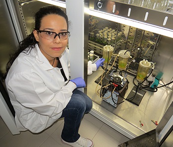 Graduate student Sandra Rincon growing samples using new cultivation technique. Image credit: Washington State University