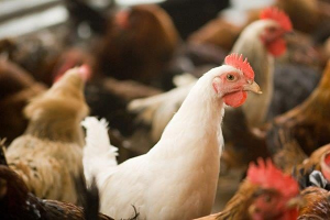 Processing chicken poop with an invasive weed produces fuel and fertilizer. Image credit: Tukaram.Karve/Shutterstock.com