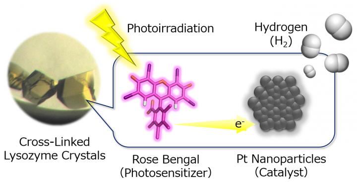 Hydrogen (H2) evolution systems constructed in cross-linked porous lysozyme crystals by immobilizing Pt nanoparticles as H2-evolution catalysts in immediate proximity to an organic photosensitizer, rose bengal. Source: H. TABE/Osaka City University