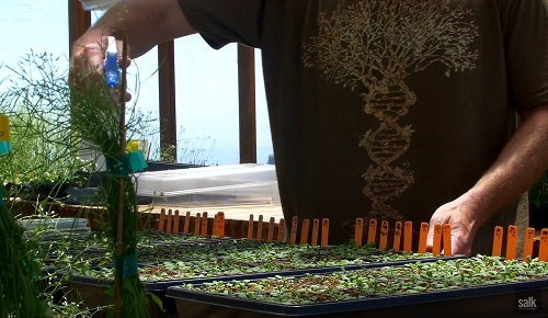 Researchers grew plants from seeds and scanned them to see how their architectures develop. Image credit: Salk Institute 