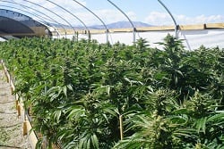 Cannabis grown in an outdoor greenhouse. (Photo by Seastock)