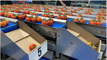 New weighing machine designed for cluster tomatoes
