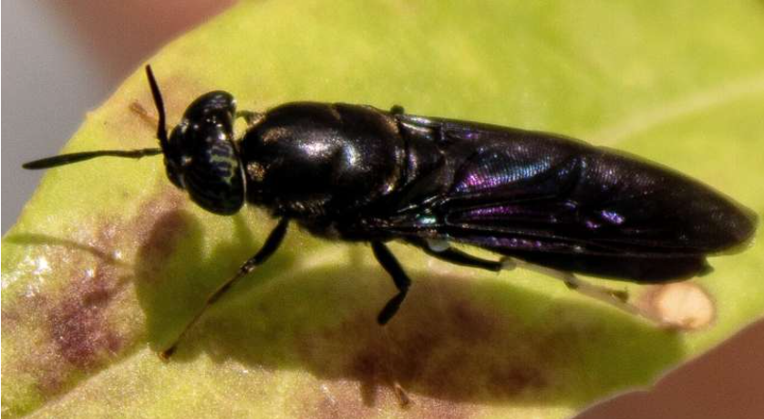 Black soldier flies are a good source of chemicals to make bioplastics. Soure: Cassidy Tibbetts