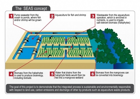 The Seawater Energy and Agriculture System. Source: Sustainable Bioenergy Research Consortium
