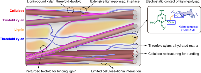 New Light On Corns Molecular Structure Could Optimize - 