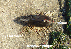 Mussels are able to attach themselves tightly to even metallic surfaces due to special proteins found in their byssal threads. Image credit: RIKEN.