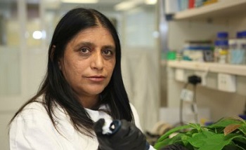 Research leader Professor Neena Mitter helped develop the chemical pesticide alternative. Credit: University of Queensland